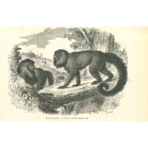 The Monkeys