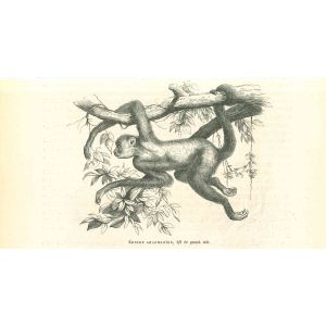The Monkey  On The Tree