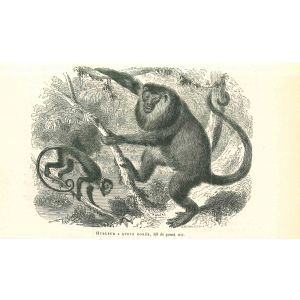 The Monkeys