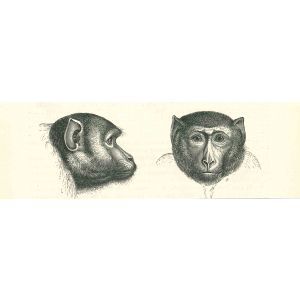 The Monkeys