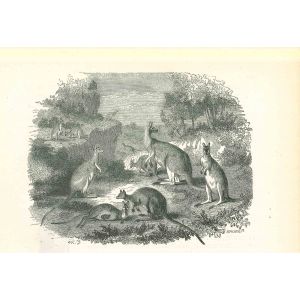 The Kangaroos