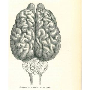 The Brain