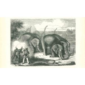 The Elephant Hunting