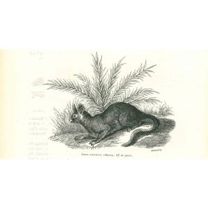 The Rabbit