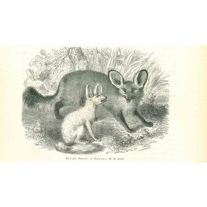 Renard Fennec