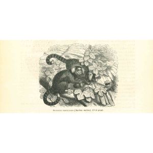 The Monkey