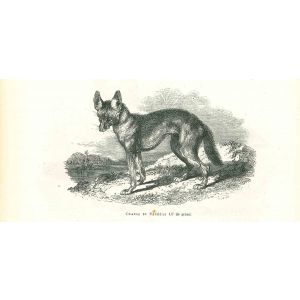The Jackal