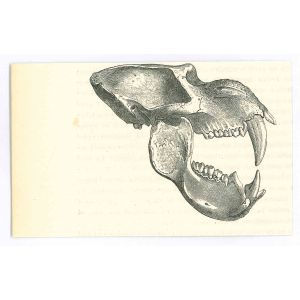 The Skull