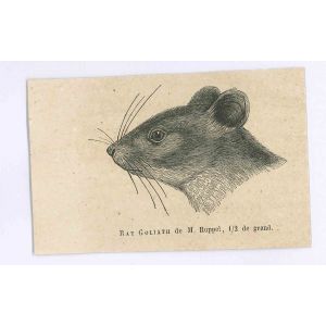 The Rat