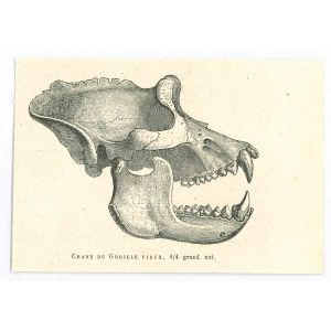 The Skull