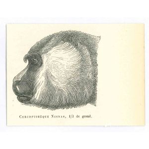 The Monkey