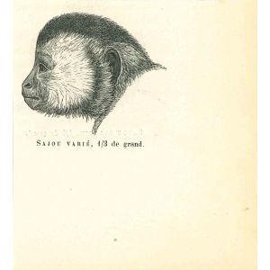 The Monkey