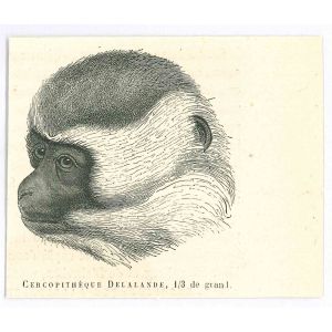 The Monkey