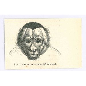 The Monkey