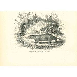 Solénodonte Paradoxal