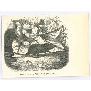 The Mouse