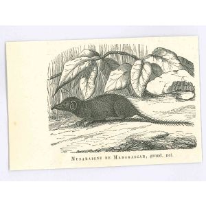 The Mouse of Madagascar