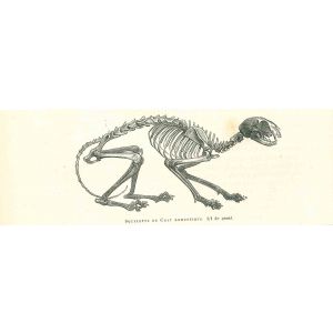 The Skeleton