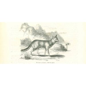 The Wolf
