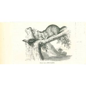 The Cat