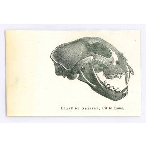 The Skull