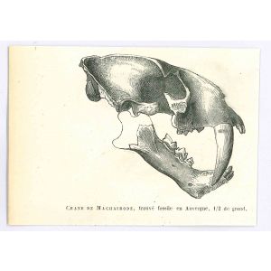 The Skull