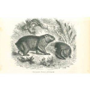 Phascolome Wombat
