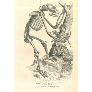The Skeleton