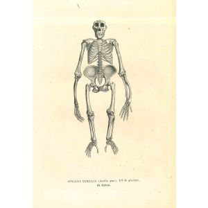 The Skeleton