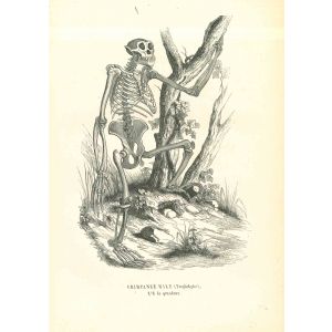 The Skeleton