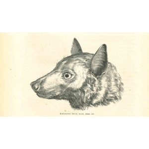 The Wolf