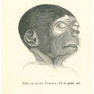 Tête De Jeune Nasique