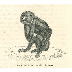 The Monkey