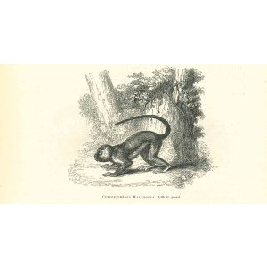 The Monkey