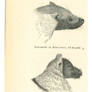 The Wolf And The  Mouse