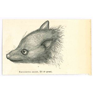 The Mouse