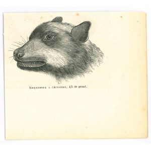 The Dog