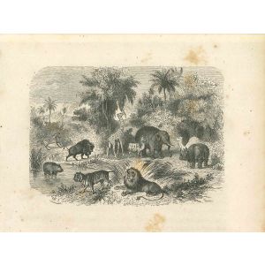The Animals in Jungle