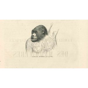 The Gorilla
