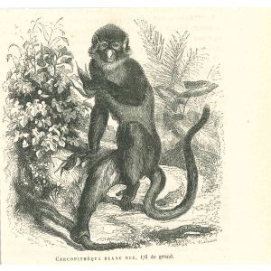 The Monkey