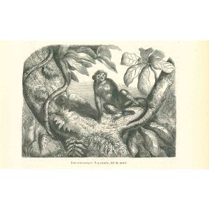 The Monkey