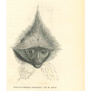The Monkey