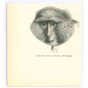 The Monkey