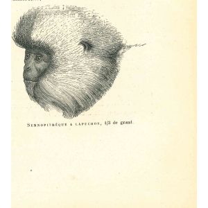 The Monkey