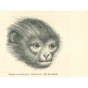The Monkey