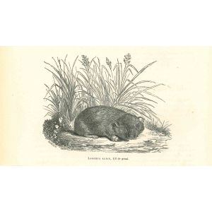Lagomys Alpin