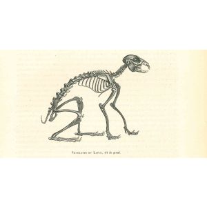 The Skeleton