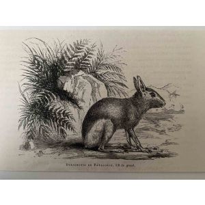 The Rabbit