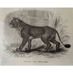The Lion