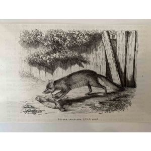 The Hunting Fox